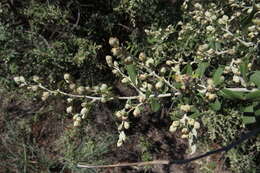 صورة Tarchonanthus camphoratus L.