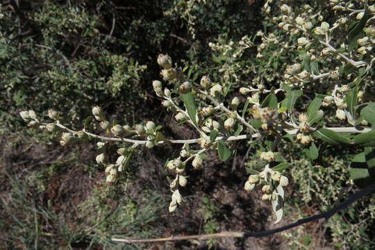 Plancia ëd Tarchonanthus camphoratus L.