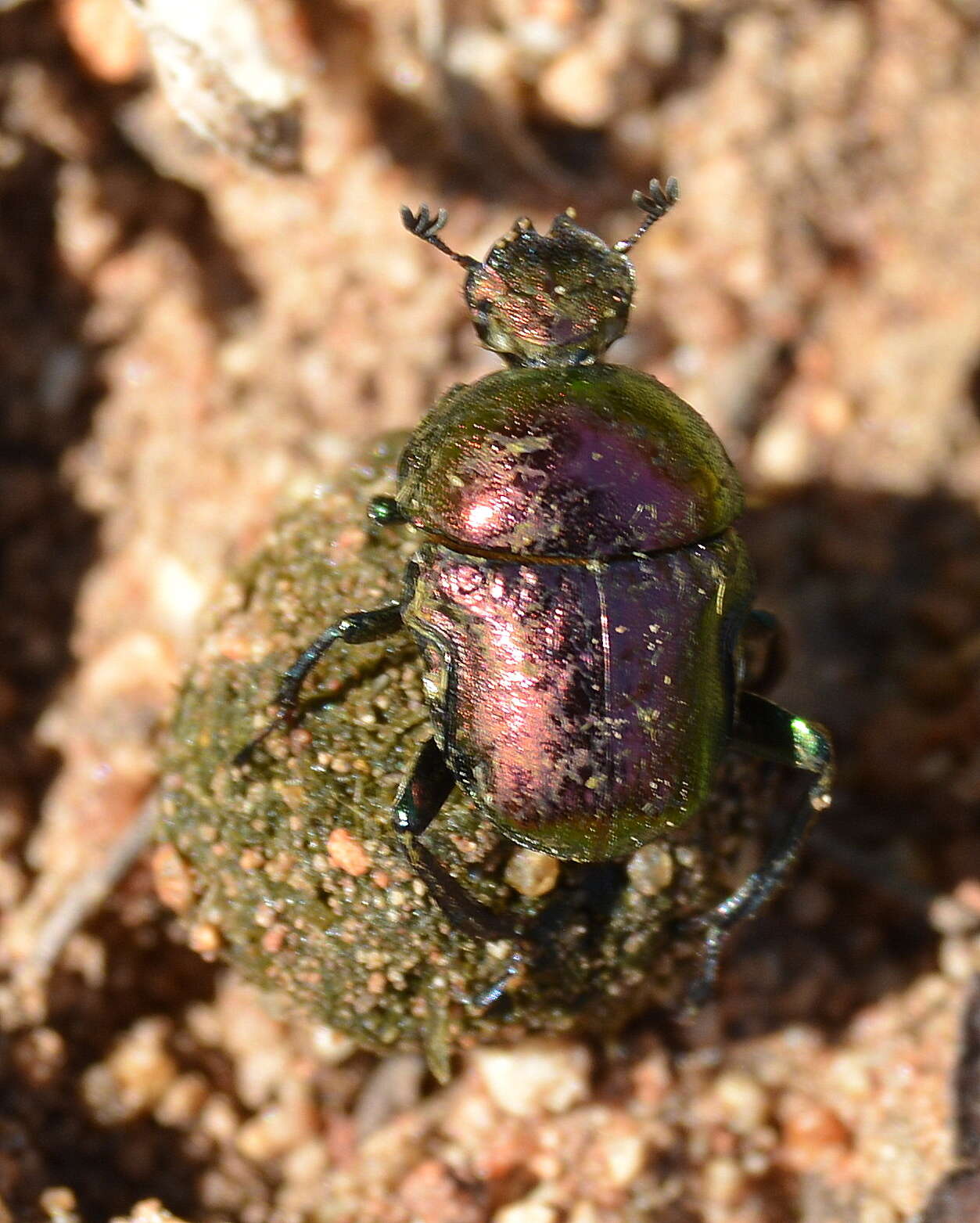 Image of Gymnopleurus virens Erichson 1843