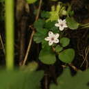 Image de Lysimachia prolifera Klatt