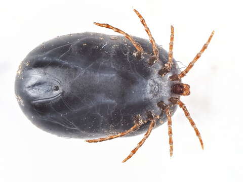 Image of Ixodes canisuga Johnston 1849