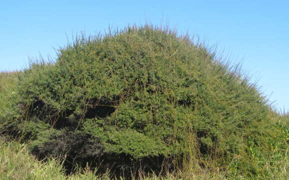 Image of Kunzea linearis (Kirk) de Lange & Toelken