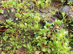 Image de Gratiola ebracteata Benth. ex A. DC.