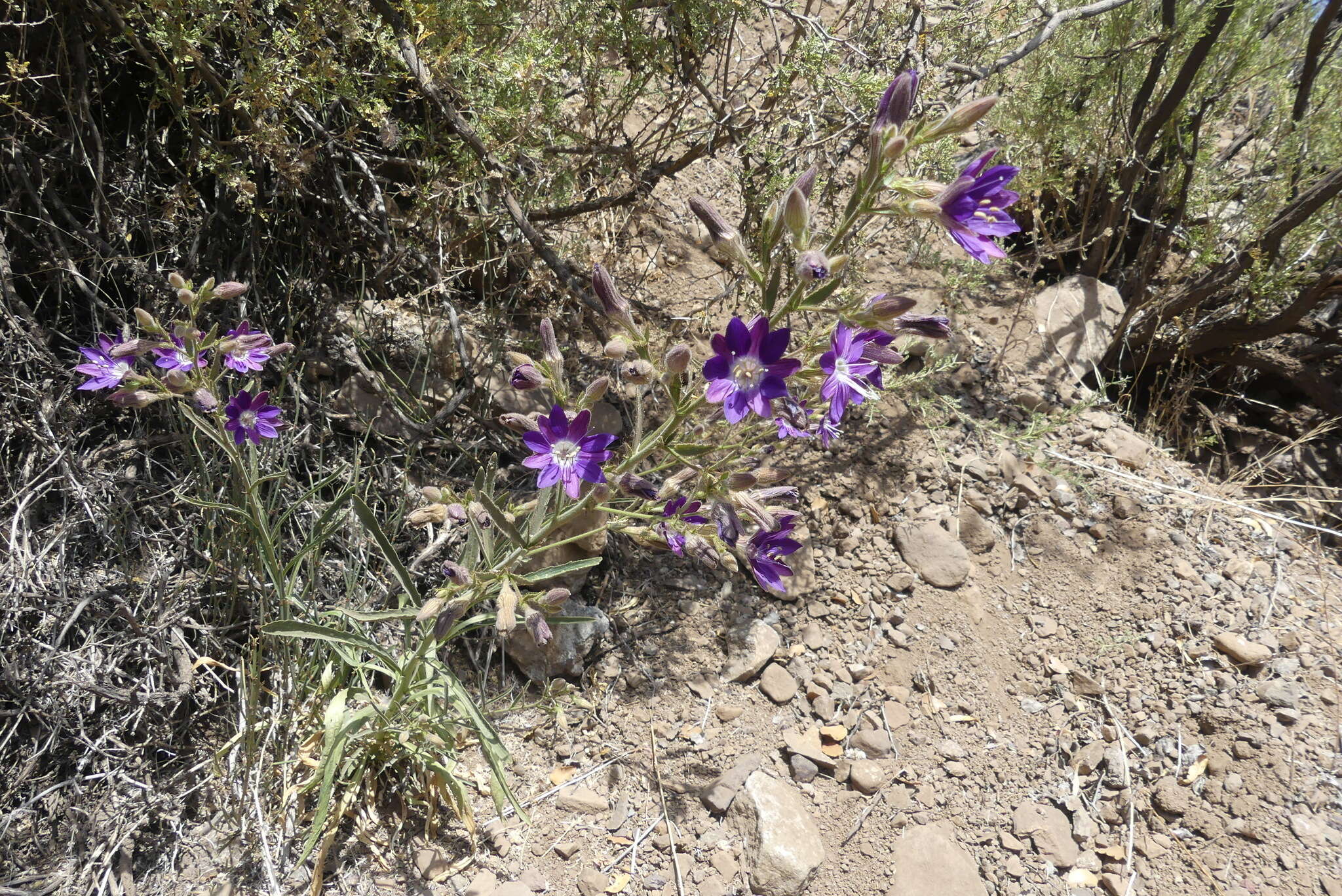 Plancia ëd Malesherbia linearifolia (Cav.) Poir.