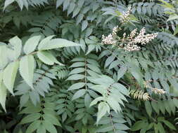 Image of false spiraea