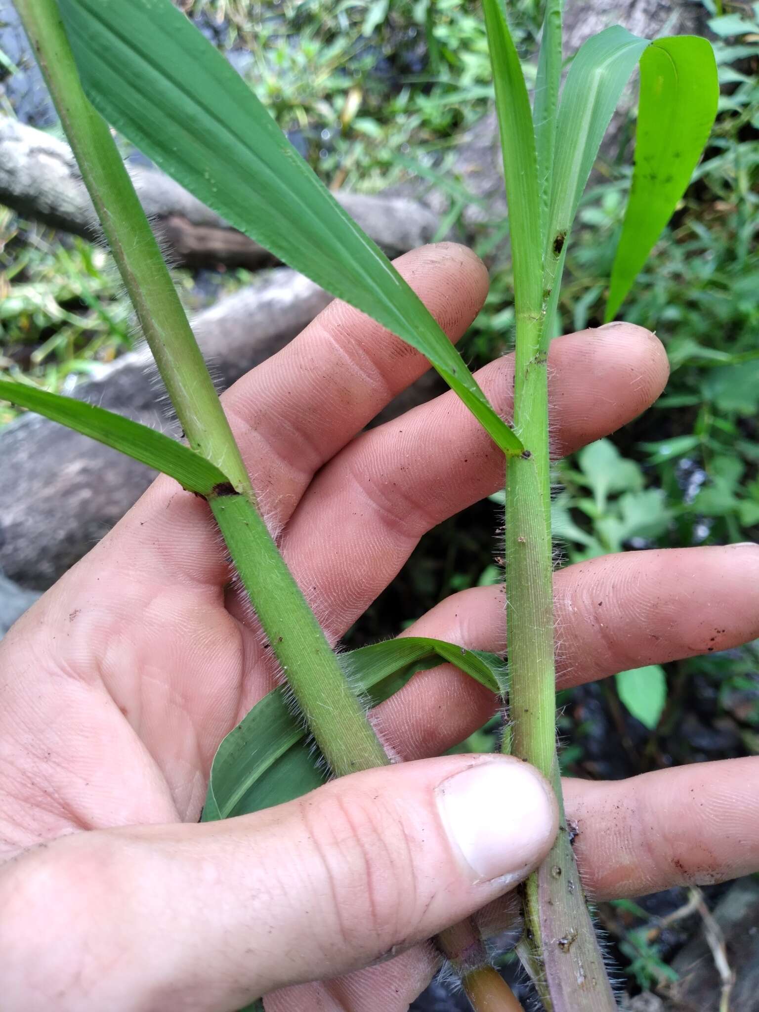 Image of Horse-Tail Crown Grass