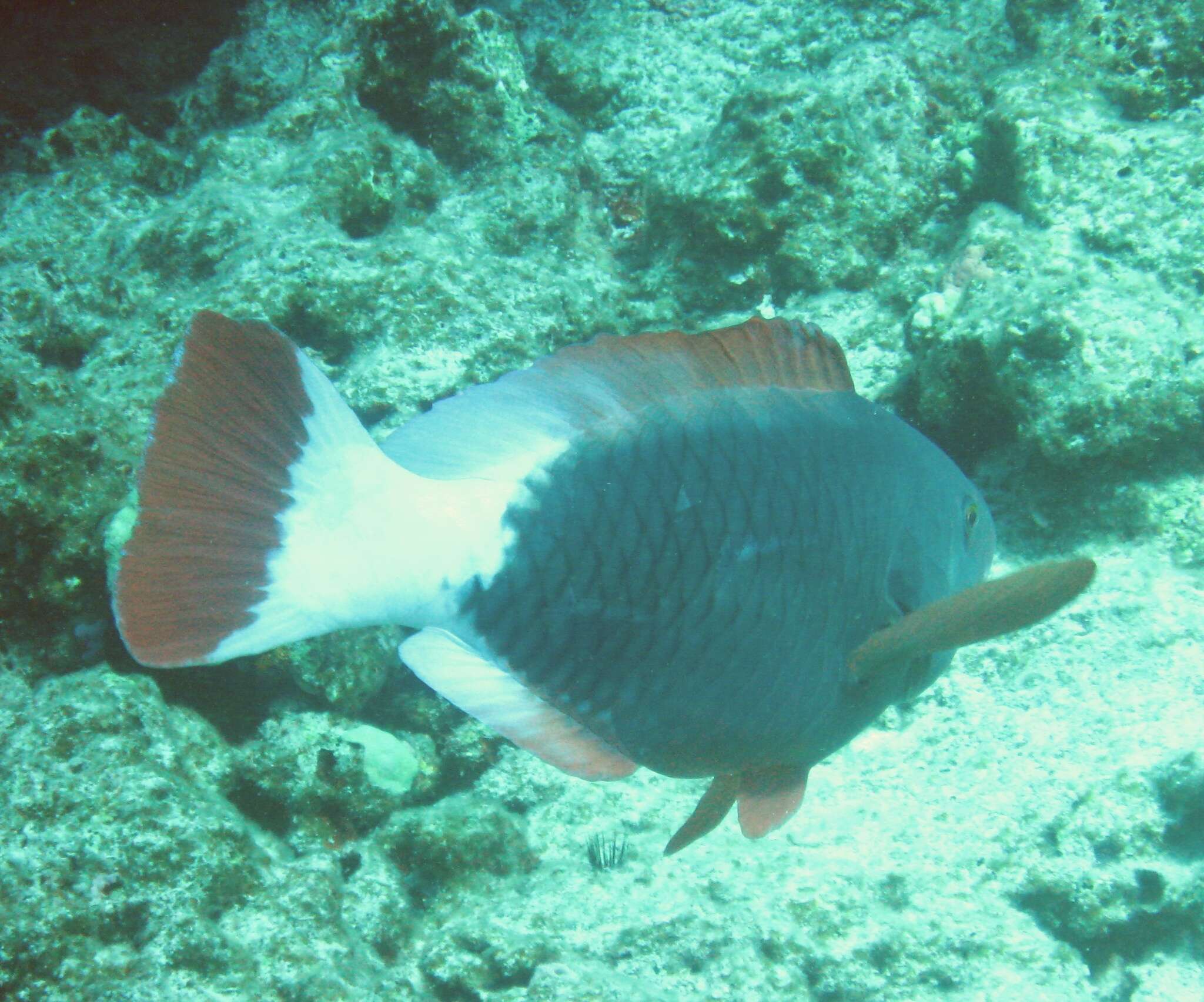 Chlorurus perspicillatus (Steindachner 1879) resmi