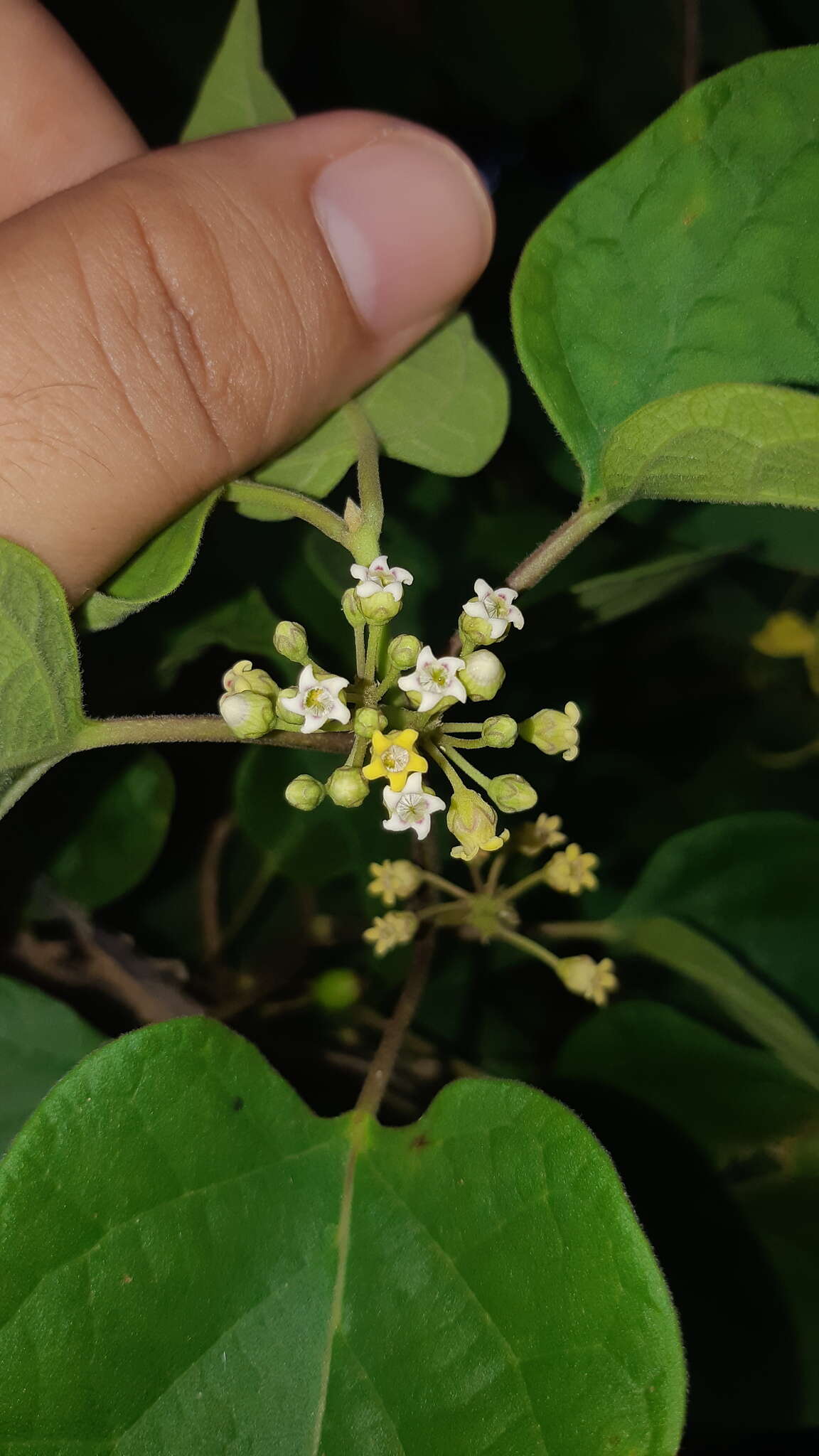 Слика од Marsdenia astephanoides (A. Gray) R. E. Woodson