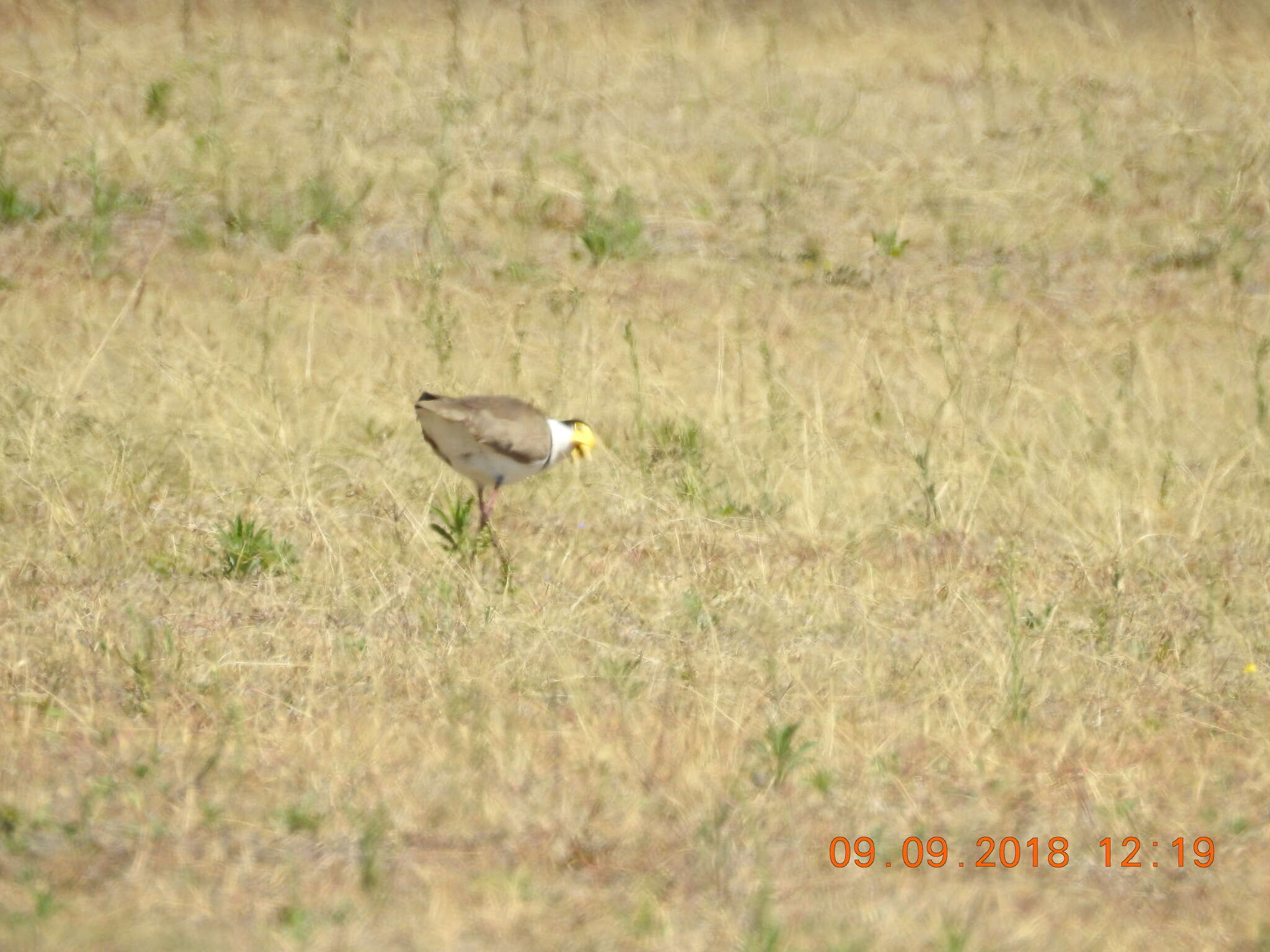 Image of Masked Lapwing