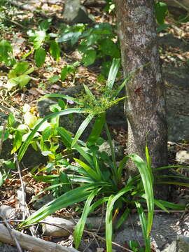 Image of Dwarf Umbrella Grass