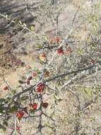 Image of Castela peninsularis Rose