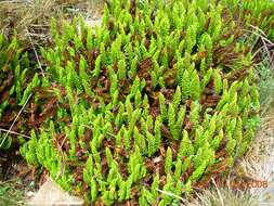 Image of Polystichum mohrioides (Bory) K. C. Presl