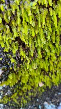 Image of Hymenophyllum capense Schrad.