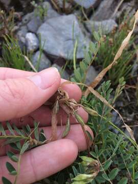 Image of alpine milkvetch