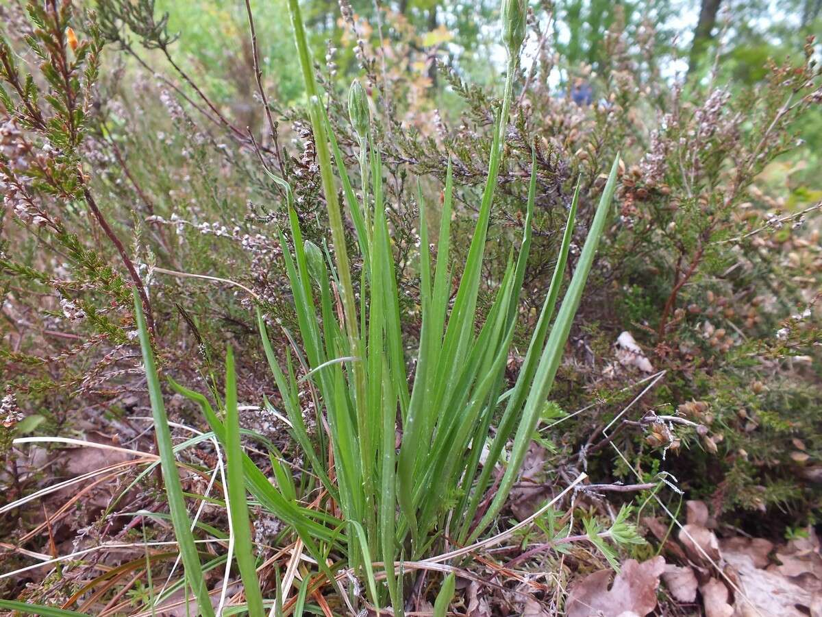 Image of Viper's Grass