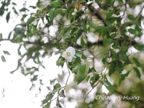 Image of Camellia lutchuensis Ito ex Ito & Matsum.