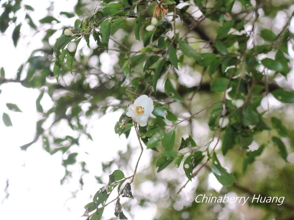 Imagem de Camellia lutchuensis Ito ex Ito & Matsum.