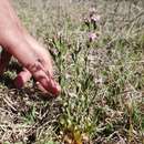 Zeltnera stricta (Schiede) G. Mansion resmi