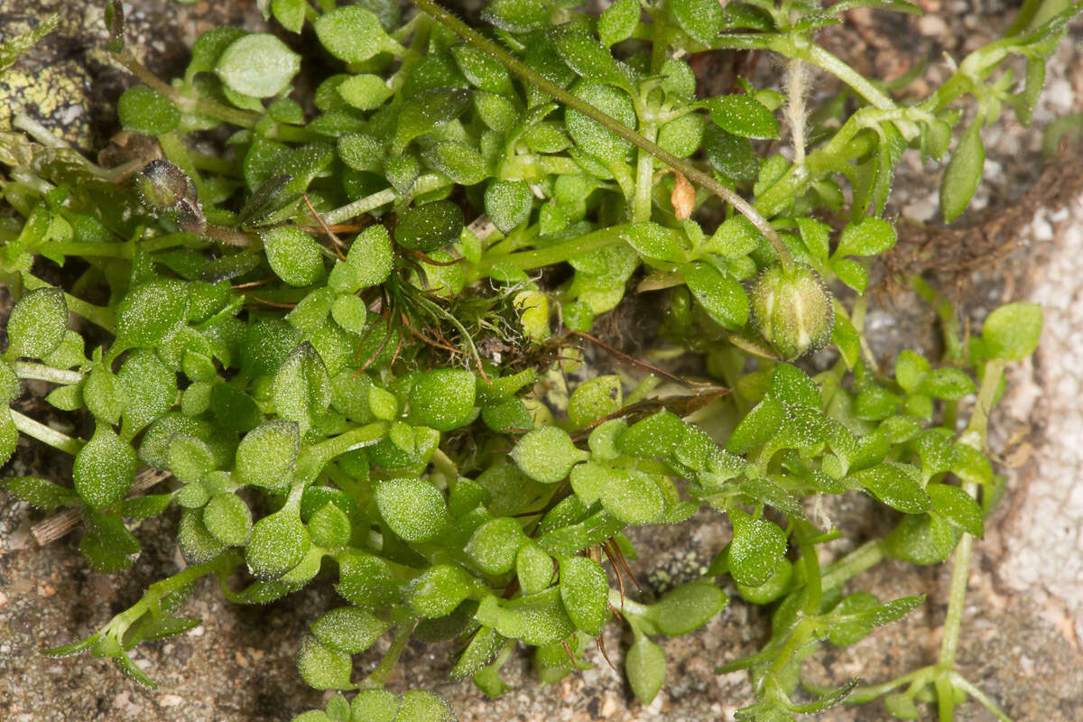 Слика од Arenaria balearica L.