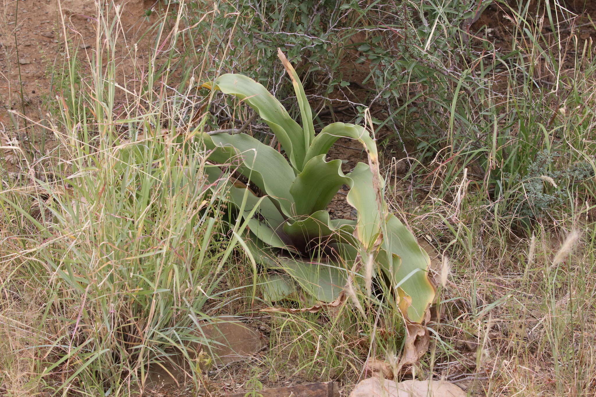 Image de Crinum buphanoides Welw. ex Baker