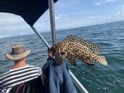 Image of Barred-chest Rock-cod