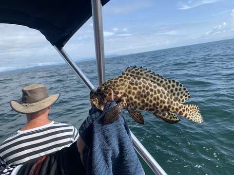 Image of Barred-chest Rock-cod