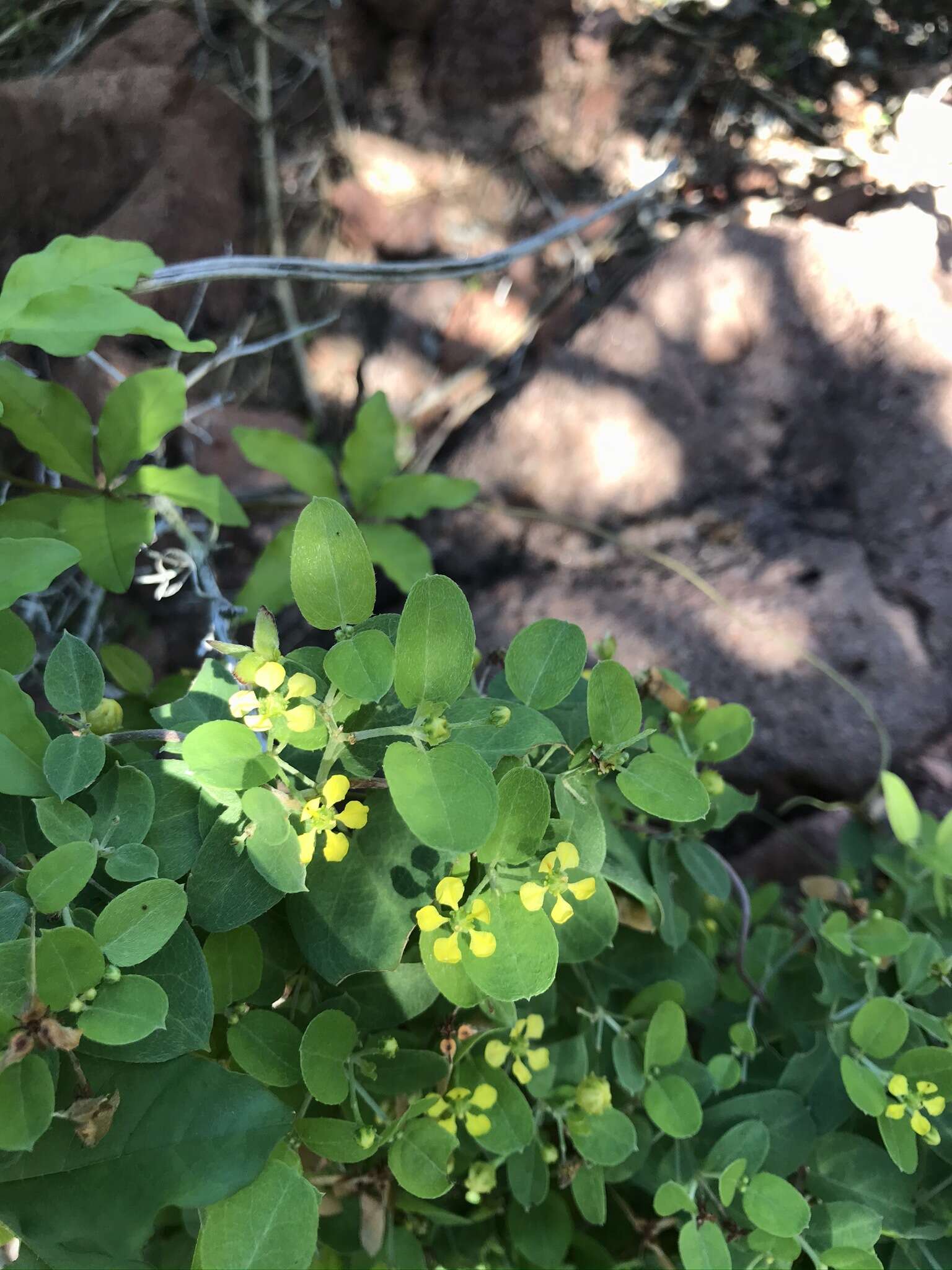 صورة Cottsia californica (Benth.) W. R. Anderson & C. Davis