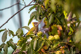 Image of Lesser Yellownape Woodpecker