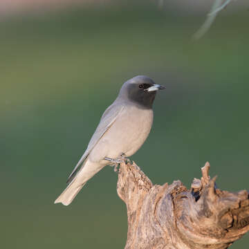 Image of Masked Woodswallow