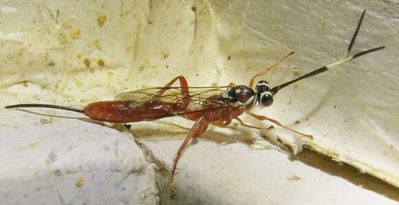 Mesostenus thoracicus Cresson 1864的图像