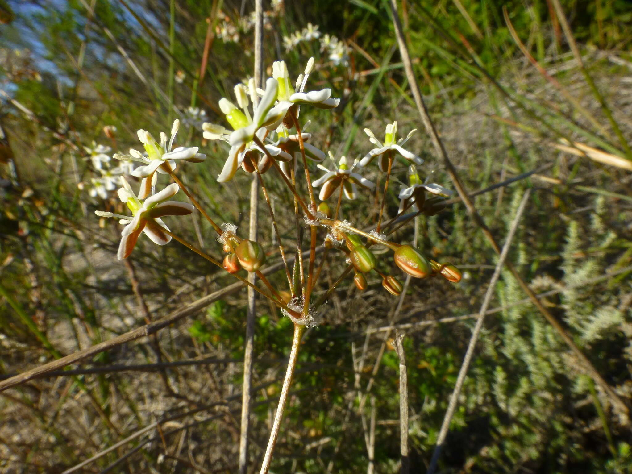 Image of Pharnaceum lanatum Bartl.