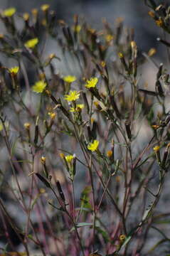 Plancia ëd Askellia elegans (Hook.) W. A. Weber