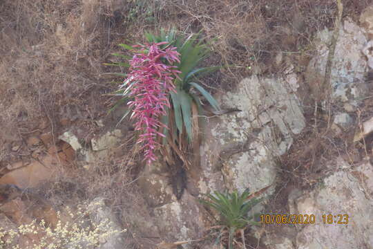 Imagem de Tillandsia australis Mez