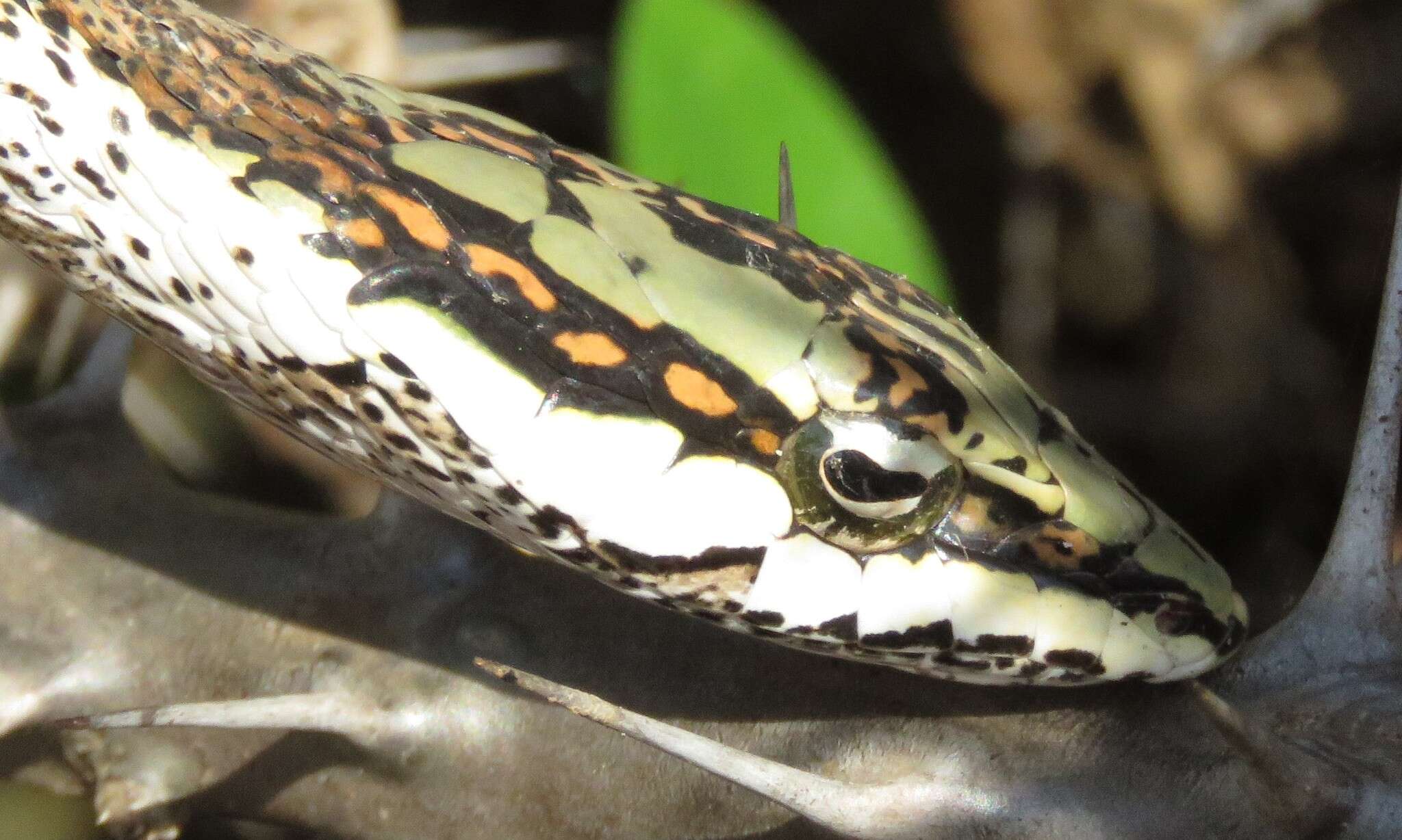 Image de Thelotornis capensis capensis A. Smith 1849