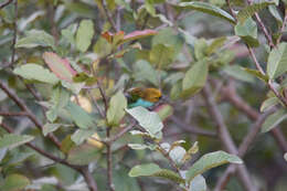 Image of Gilt-edged Tanager