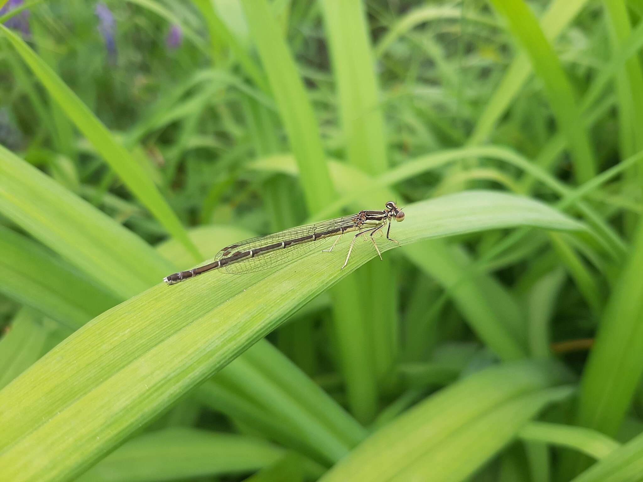 Image of Platycnemis phyllopoda Djakonov 1926