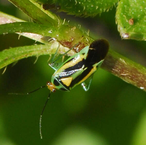 Image of Poecilocapsus nigriger (Stal 1862)