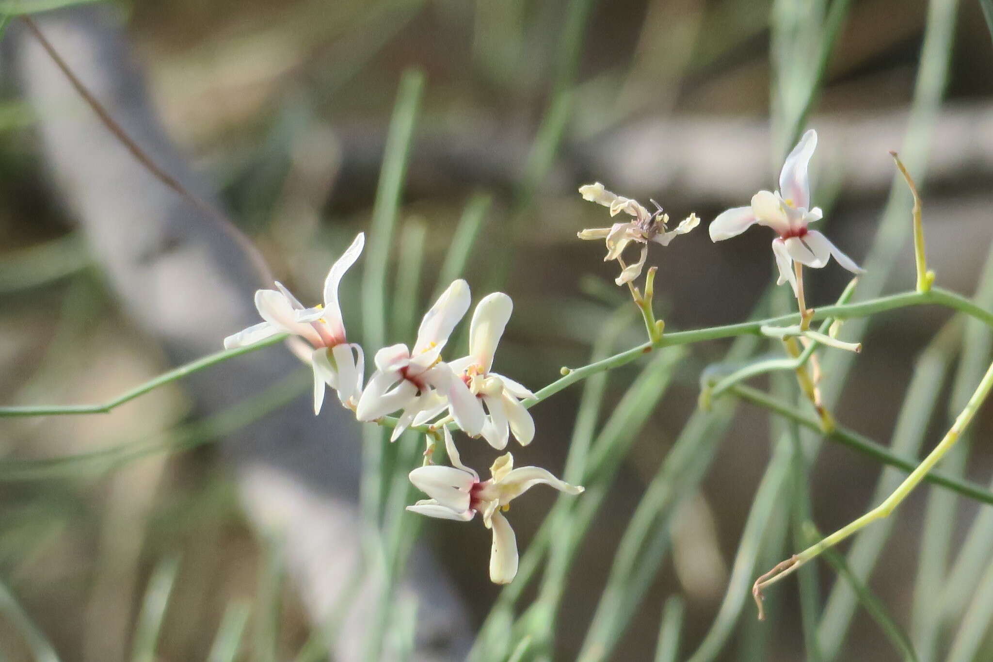 Imagem de Moringa peregrina (Forsk.) Fiori