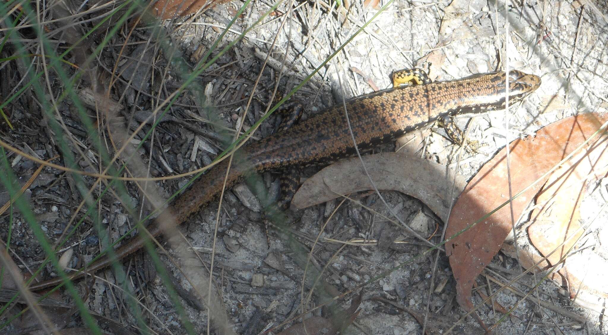 Image of Warm-temperate Water-skink