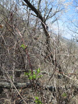 Image of Clematis brevicaudata DC.