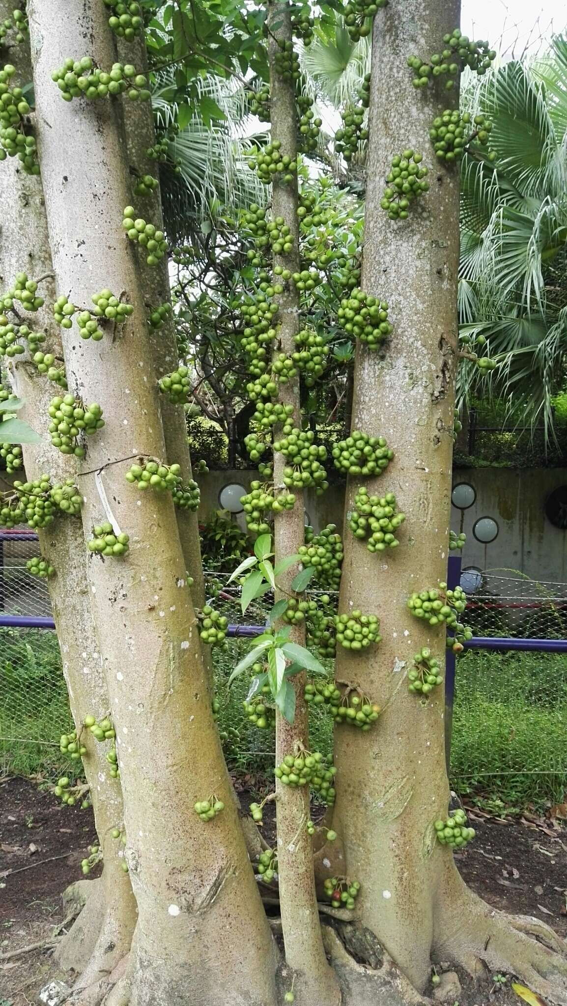 Imagem de Ficus fistulosa Reinw. ex Bl.