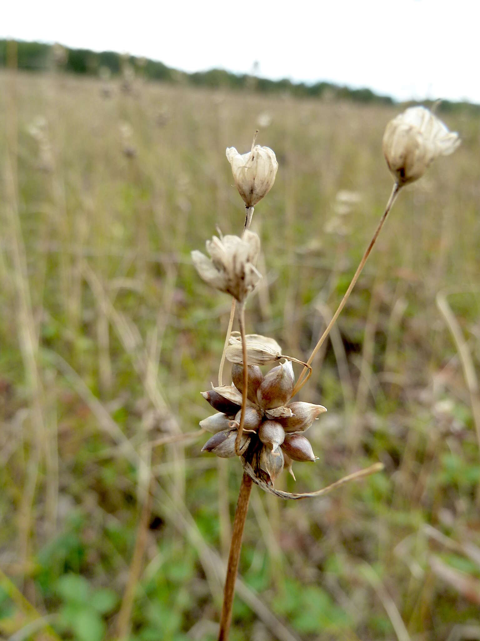 Image de Ail des jardins