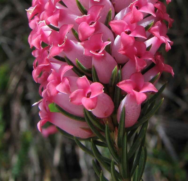 Image of Erica georgica Guthrie & Bolus