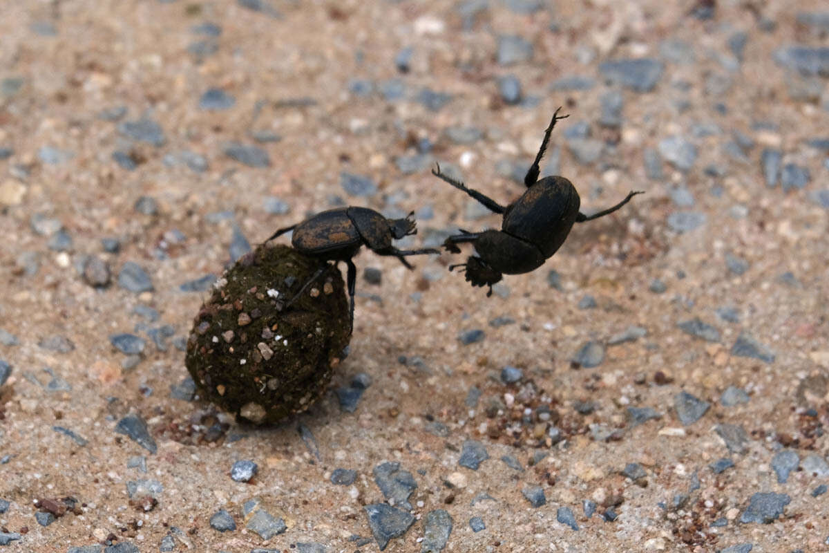 Image of Scarabaeus ambiguus (Boheman 1857)