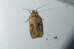 Image de Agonopterix pulvipennella Clemens 1864