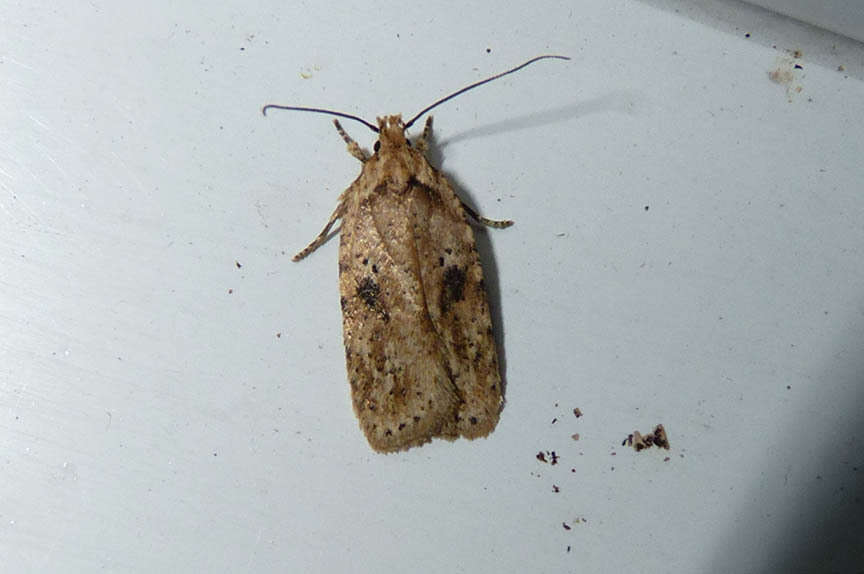 Imagem de Agonopterix pulvipennella Clemens 1864