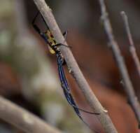 صورة Trichonephila fenestrata venusta (Blackwall 1865)