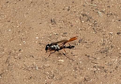 Слика од Ammophila aberti Haldeman 1852