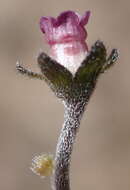 Image of Cynoglossum hispidum Thunb.