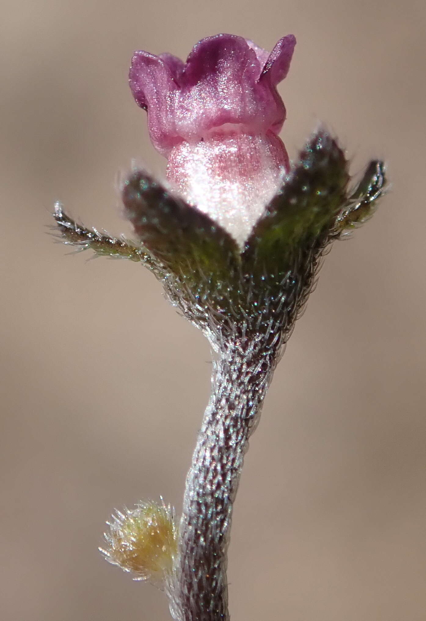 Image of Cynoglossum hispidum Thunb.